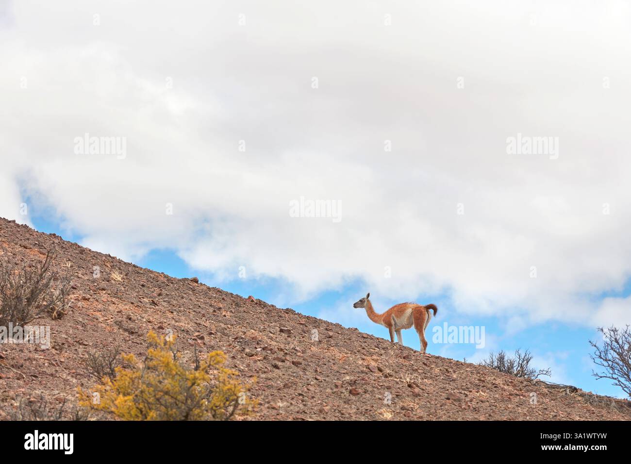 Ein Guanaco im Bosques Petrificados de Jaramillo Nationalpark, Santa Cruz, Deseado, Patagonien, Argentinien. Stockfoto
