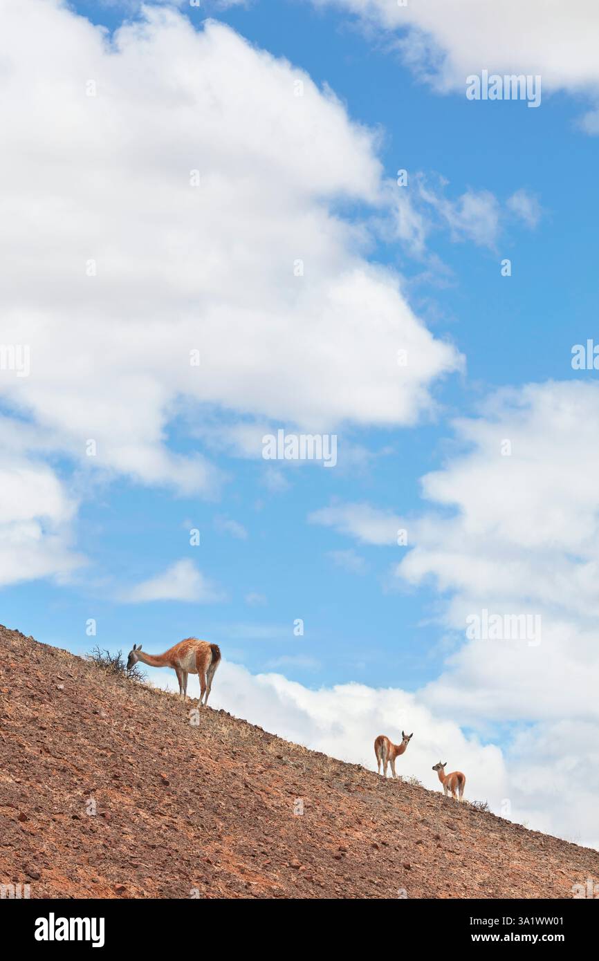 Guanacos im Bosques Petrificados de Jaramillo Nationalpark, Santa Cruz, Deseado, Patagonien, Argentinien. Stockfoto