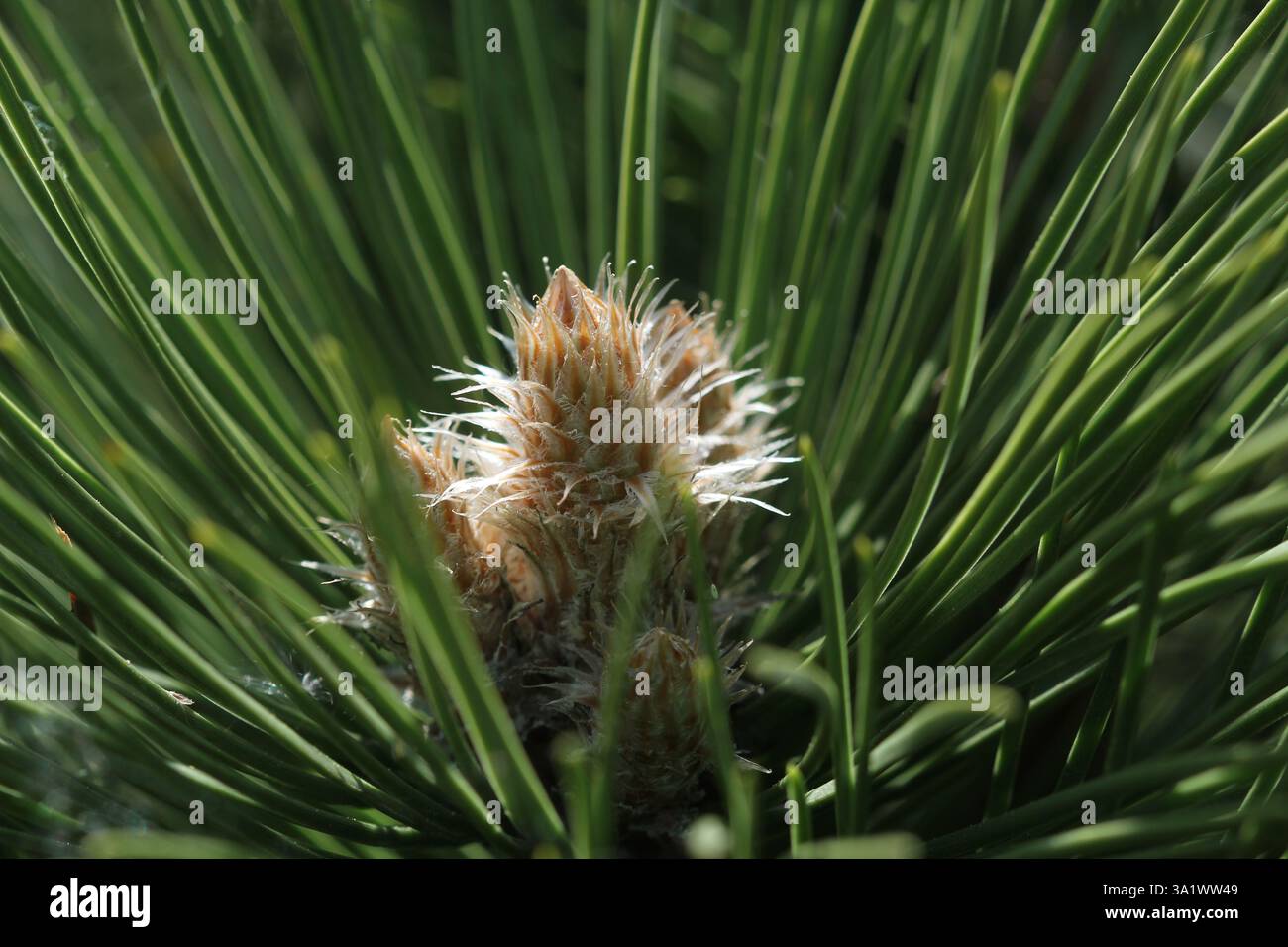 Kiefernknospen im Frühjahr. Blühende Tannenzweige. Junger Kiefernzapfen Stockfoto