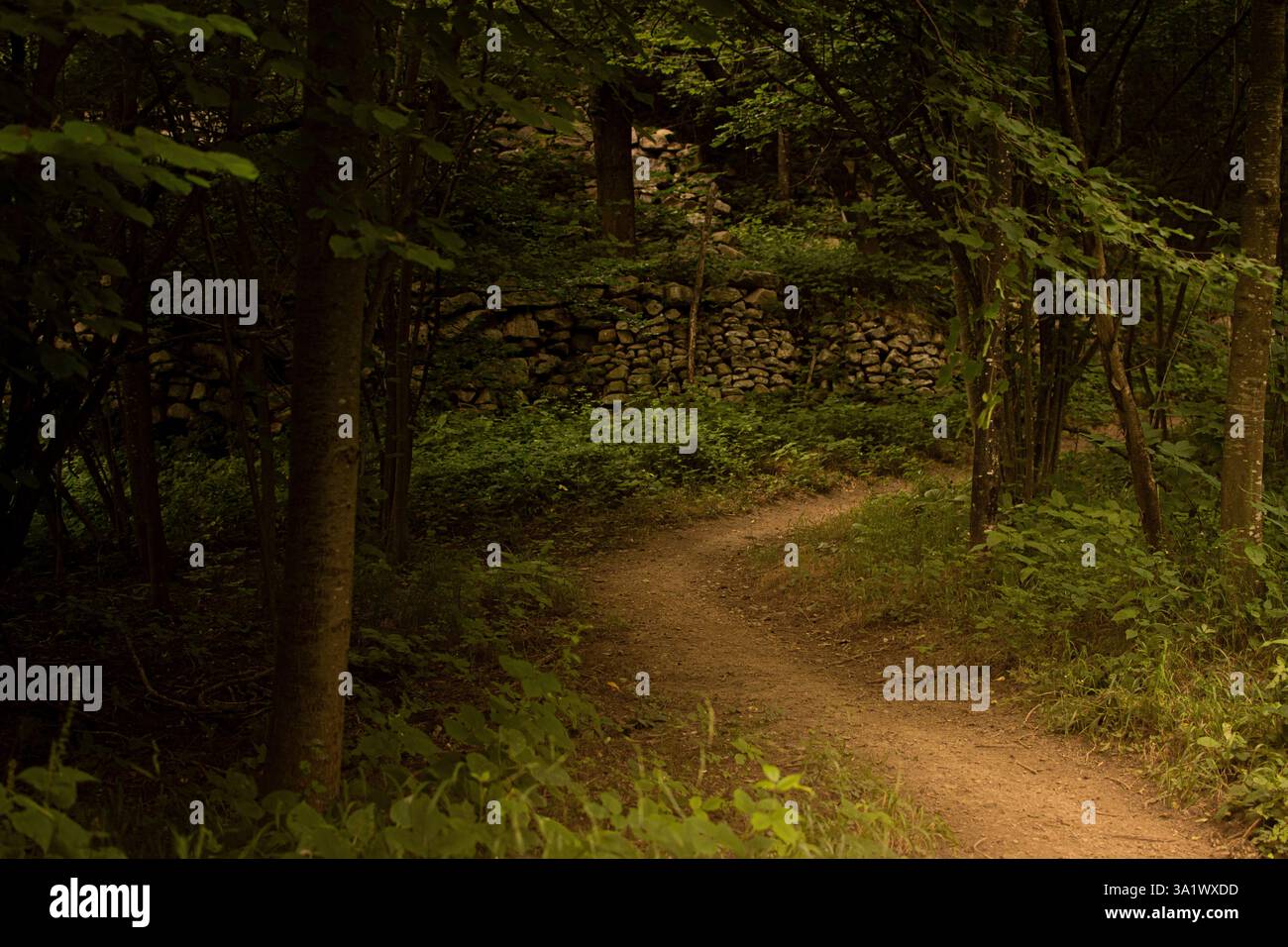 Ein gewundener Schotterweg durch einen dichten grünen Wald, umgeben von üppigem Laub. Ein friedlicher und landschaftlich reizvoller Pfad zum Wandern und Erkunden der Natur. Stockfoto