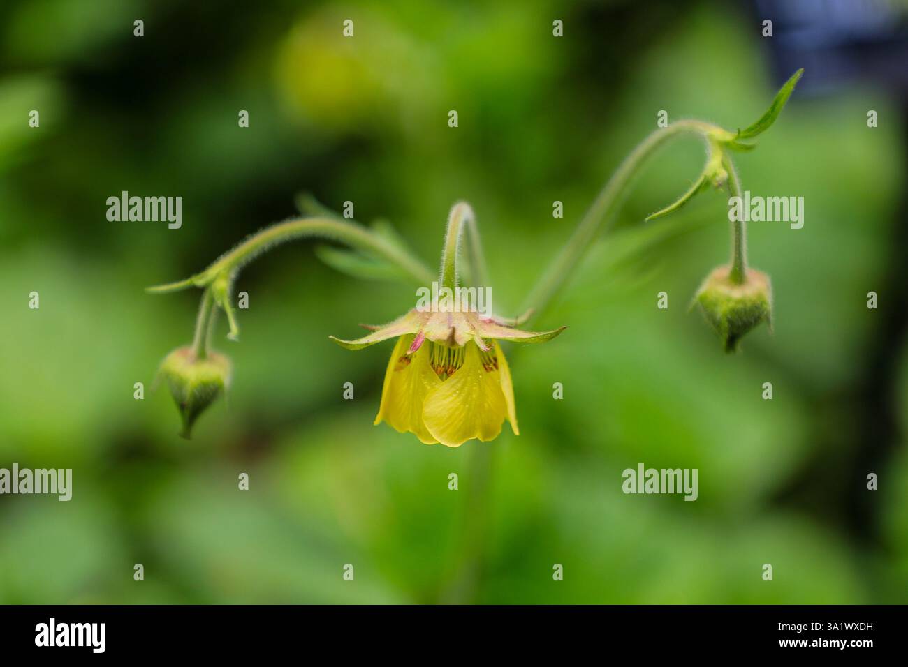 RHS Harlow Carr Gardens, Harrogate, Yorkshire, England, Großbritannien Stockfoto