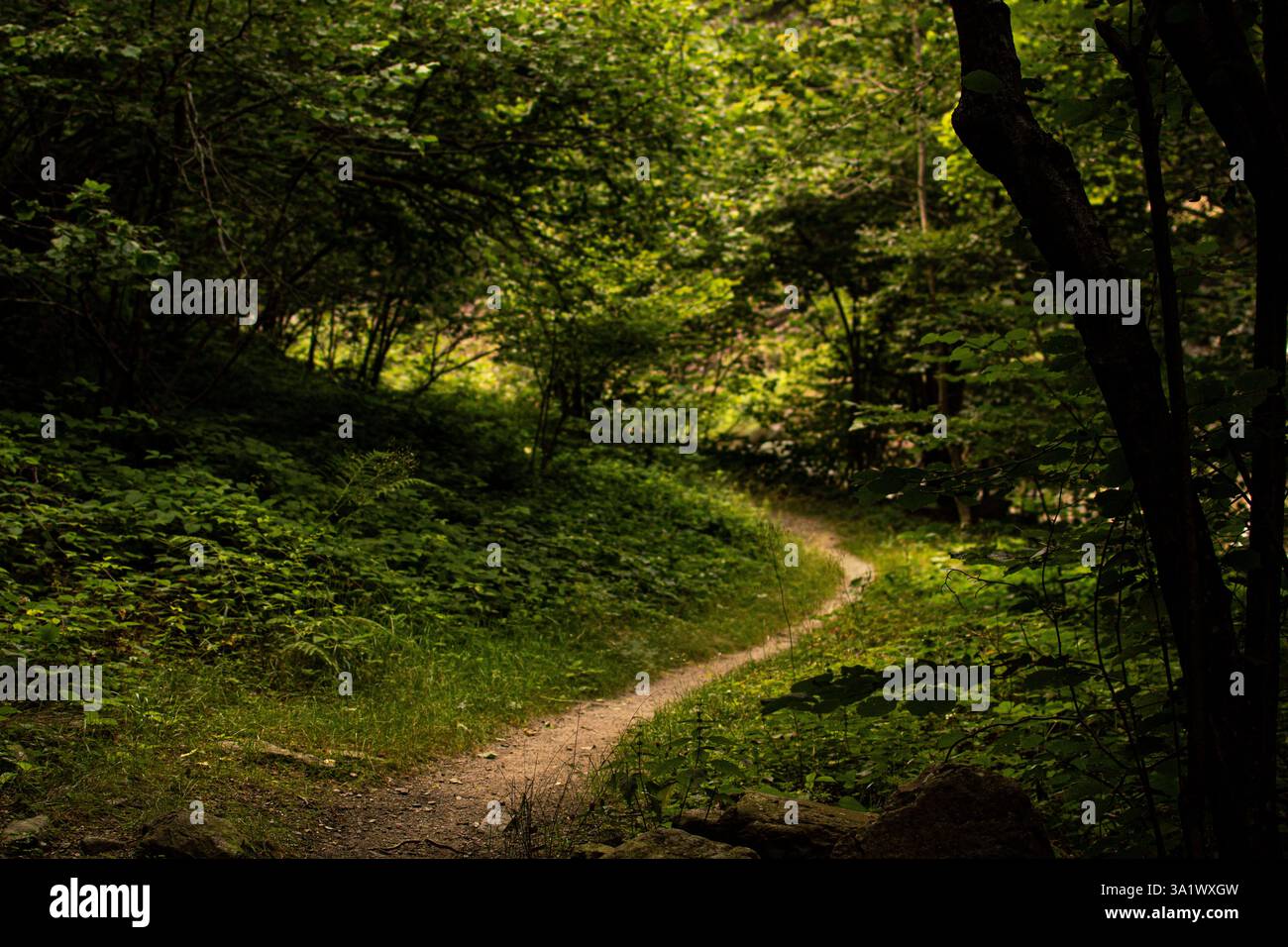 Ein abgeschiedener Waldweg schlängelt sich durch lebhaftes Grün und bietet Wanderern und Abenteurern eine ruhige und immersive Natur. Stockfoto