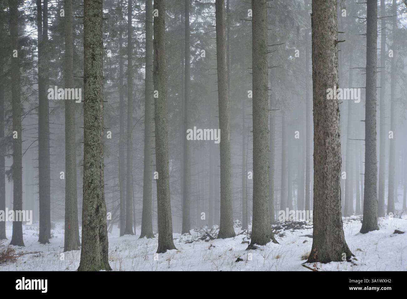 Fichtenwald inmitten des dichten Nebels in den Karpaten Stockfoto