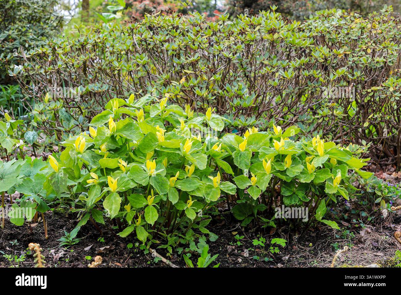 RHS Harlow Carr Gardens, Harrogate, Yorkshire, England, Großbritannien Stockfoto
