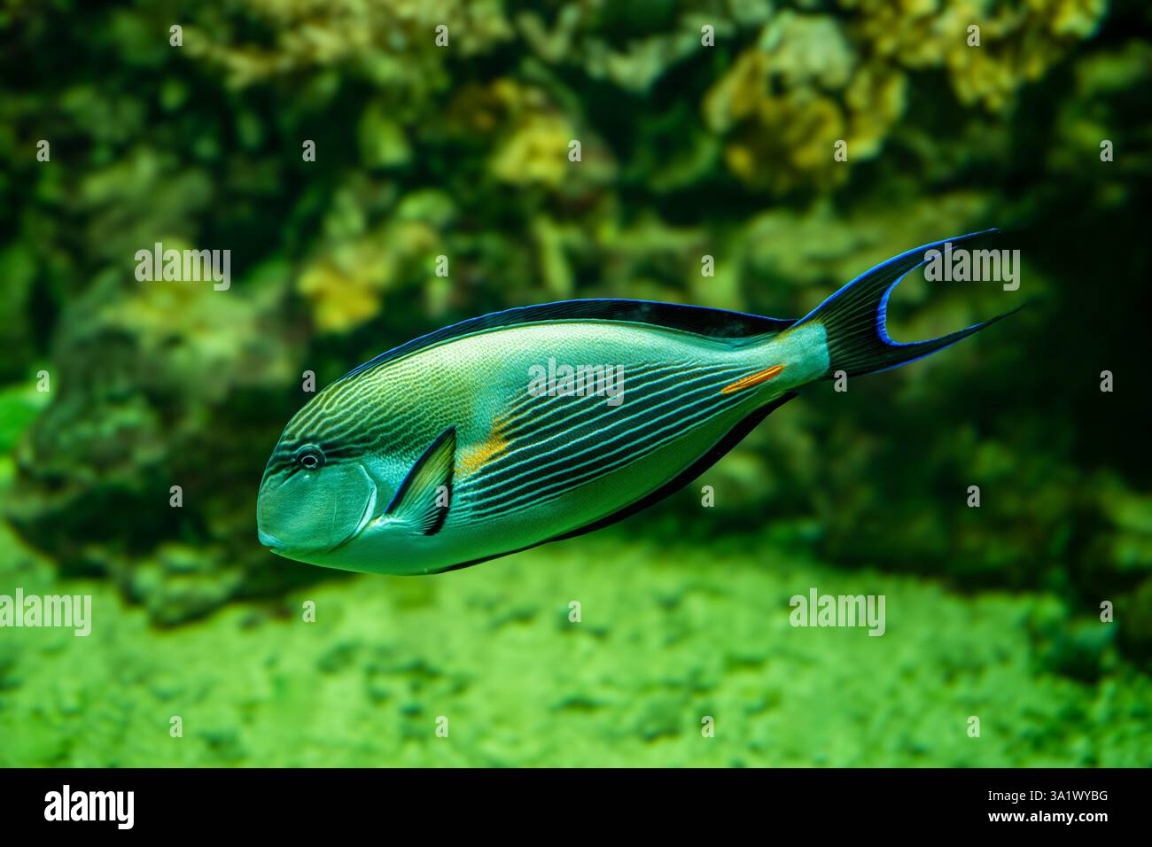 Sohal-Chirurgenfisch [Acanthurus sohal] der Familie Acanthuriden aus dem Roten Meer in Ägypten. Acanthurus sohal-Arten, die im Roten Meer und im Persischen Golf leben Stockfoto