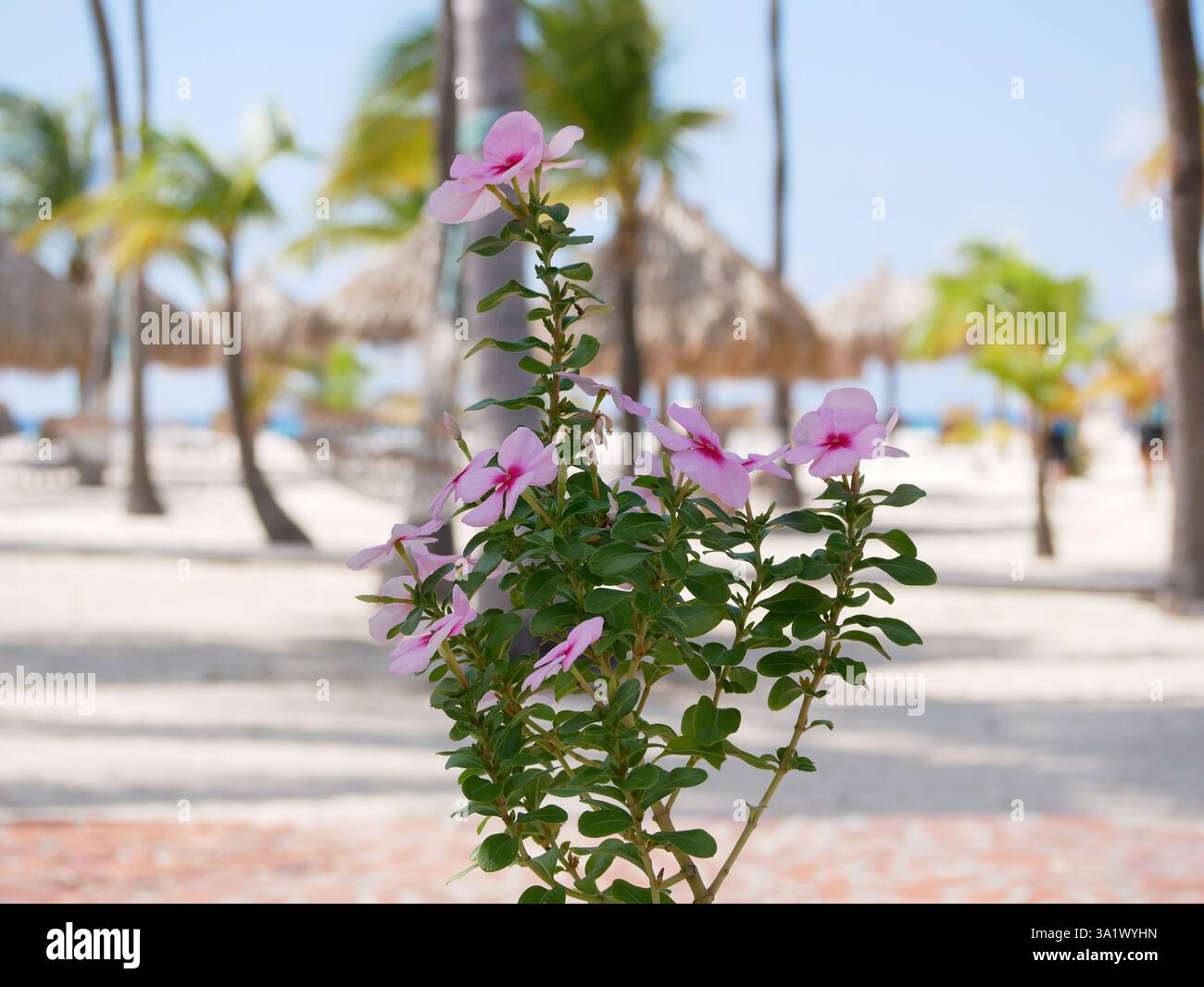 Rosa Hibiscus rosa sinensis blühende Blumen am Eagle Beach, Aruba. Stockfoto
