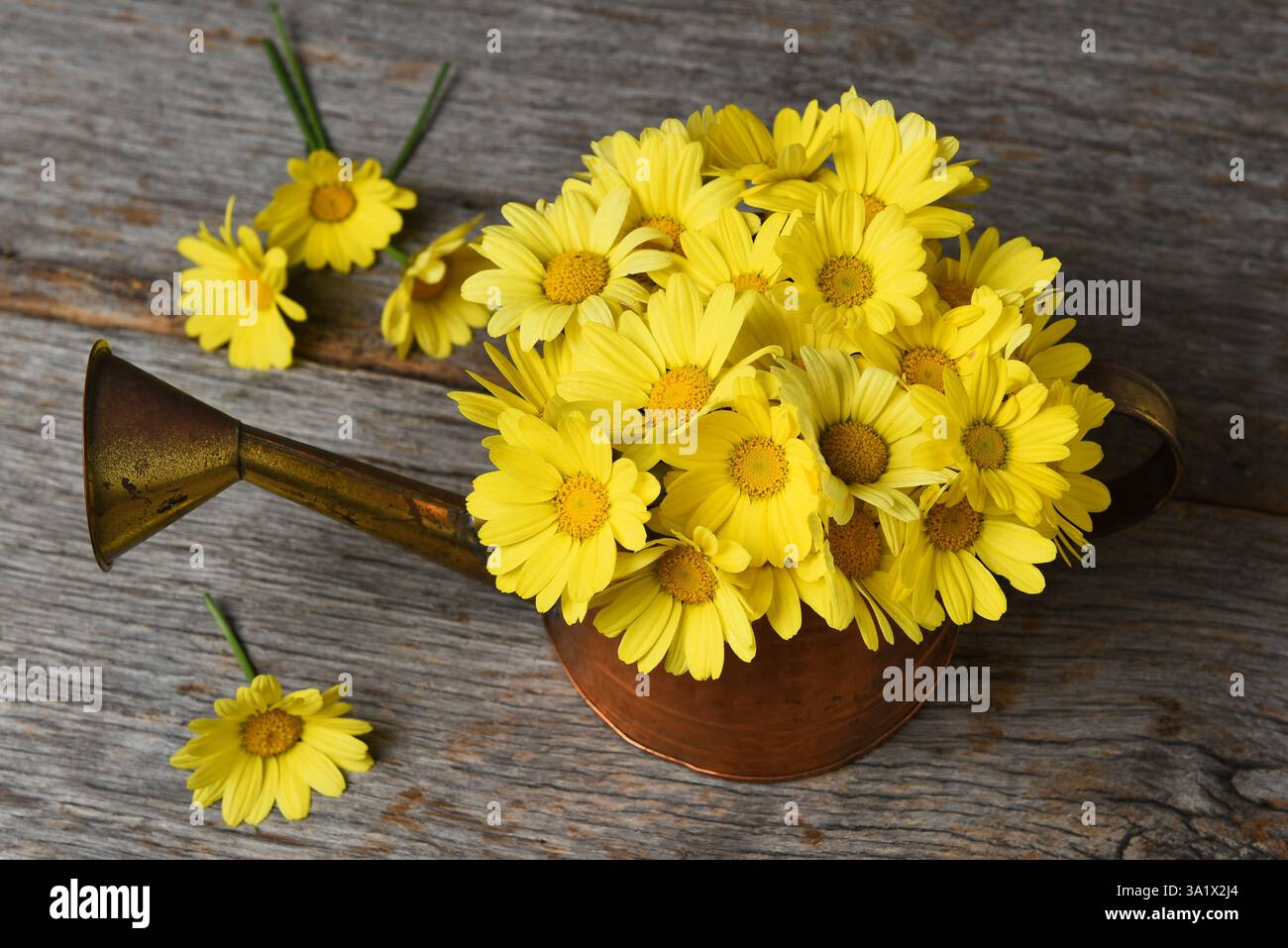 Ein Haufen gelber Gänseblümchen in einer kupfernen Gießkanne auf einer rustikalen Holzoberfläche, von oben gesehen. Stockfoto