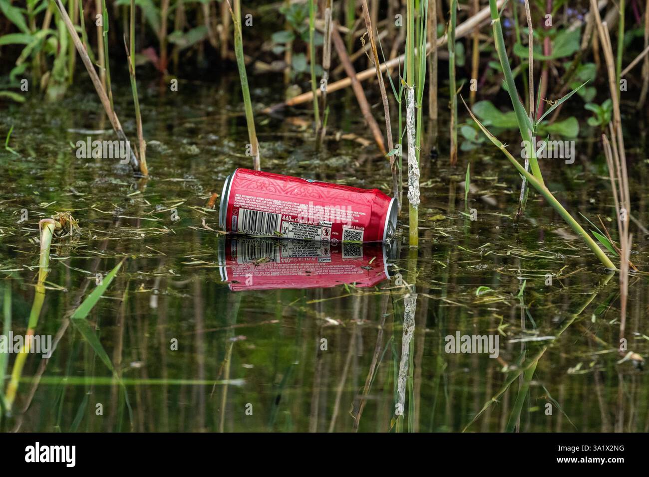 Ein leeres Bier, das in einen Teich geworfen wird, verschmutzt das Wasser. Stockfoto Ein leeres Bier, das in einen Teich geworfen wird, verschmutzt das Wasser. Stockfoto