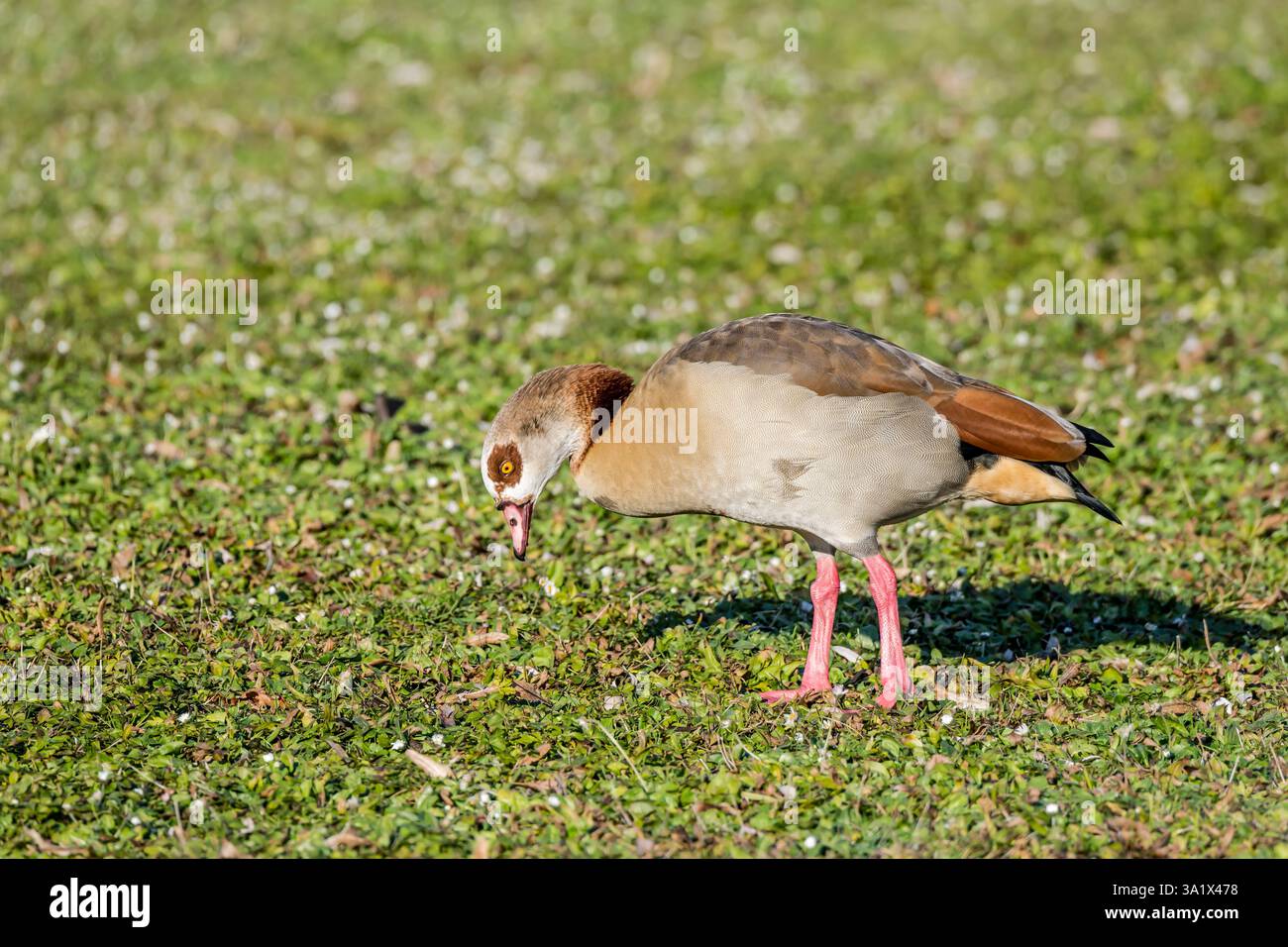 Ägyptische Gans auf Gras am Max-Eyth-See-Ufer. Aufgenommen in hellem Winterlicht in Stuttgart, Baden Wuttenberg, Deutschland Stockfoto