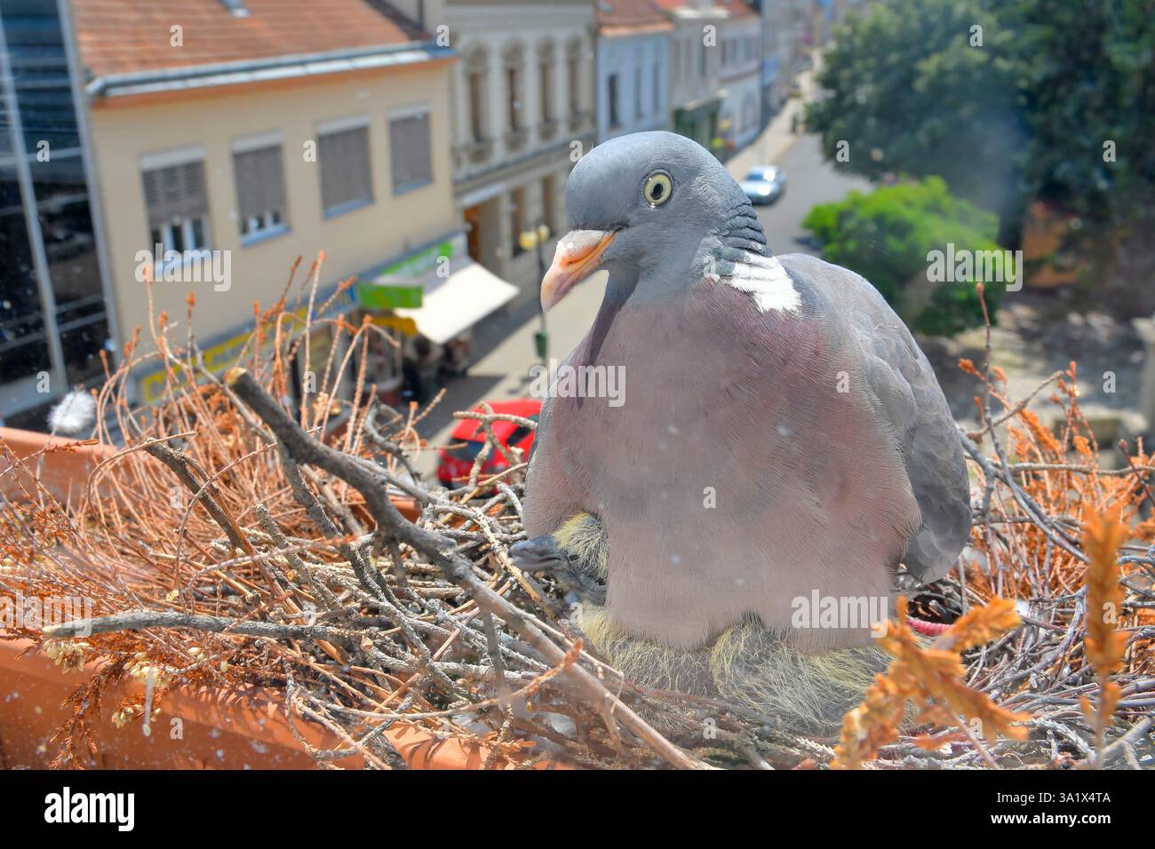 Eine Taube wärmt die kleinen Tauben. Ein Paar Tauben baute ein Nest auf der Fensterbank. Das Taubenleben in der Stadt Stockfoto