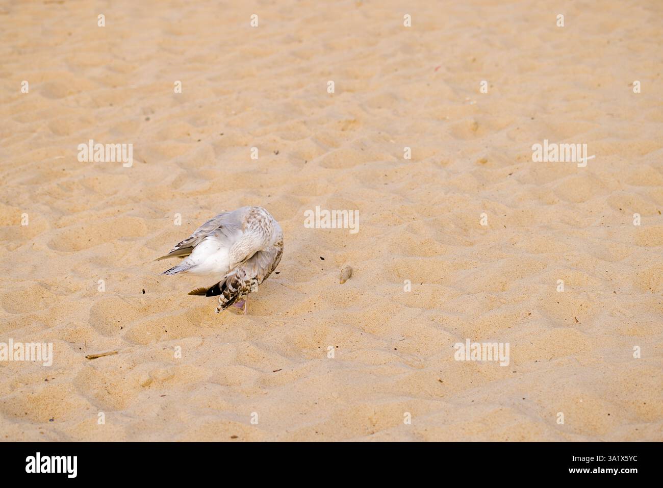 In einem frischen Morgenlicht im März wird eine junge Möwe am Sandstrand von Kołobrzeg in der polnischen Woiwodschaft Westpommern gefangen, indem sie ihre Federn verputzt. Stockfoto