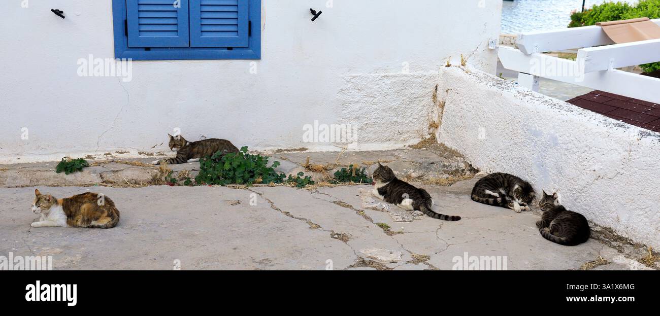 Straßenkatzen warten auf Fütterung, Dorf Livadia, Insel Tilos, Inselgruppe Dodekanese, Griechenland, Europa, EU. Vom Mai 2024 Stockfoto Straßenkatzen warten auf Fütterung, Dorf Livadia, Insel Tilos, Inselgruppe Dodekanese, Griechenland, Europa, EU. Vom Mai 2024 Stockfoto