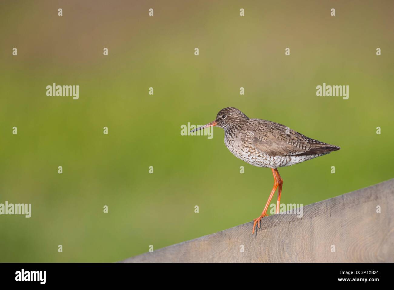 Rotschenkel-Tringa totanus auf einem Pol auf dem Ackerland. Diese eurasischen Watvögel sind häufige Züchter im Ackerrasland der Niederlande Stockfoto