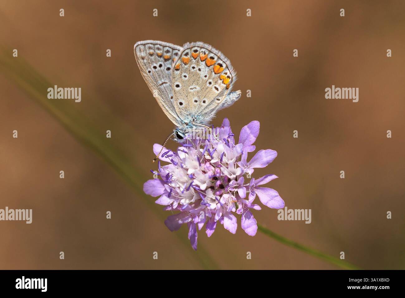 Am frühen Morgen Blauer Schmetterling, Polyommatus icarus, bestäubt auf einer Blume auf einer Wiese unter hellem Sonnenlicht. Stockfoto
