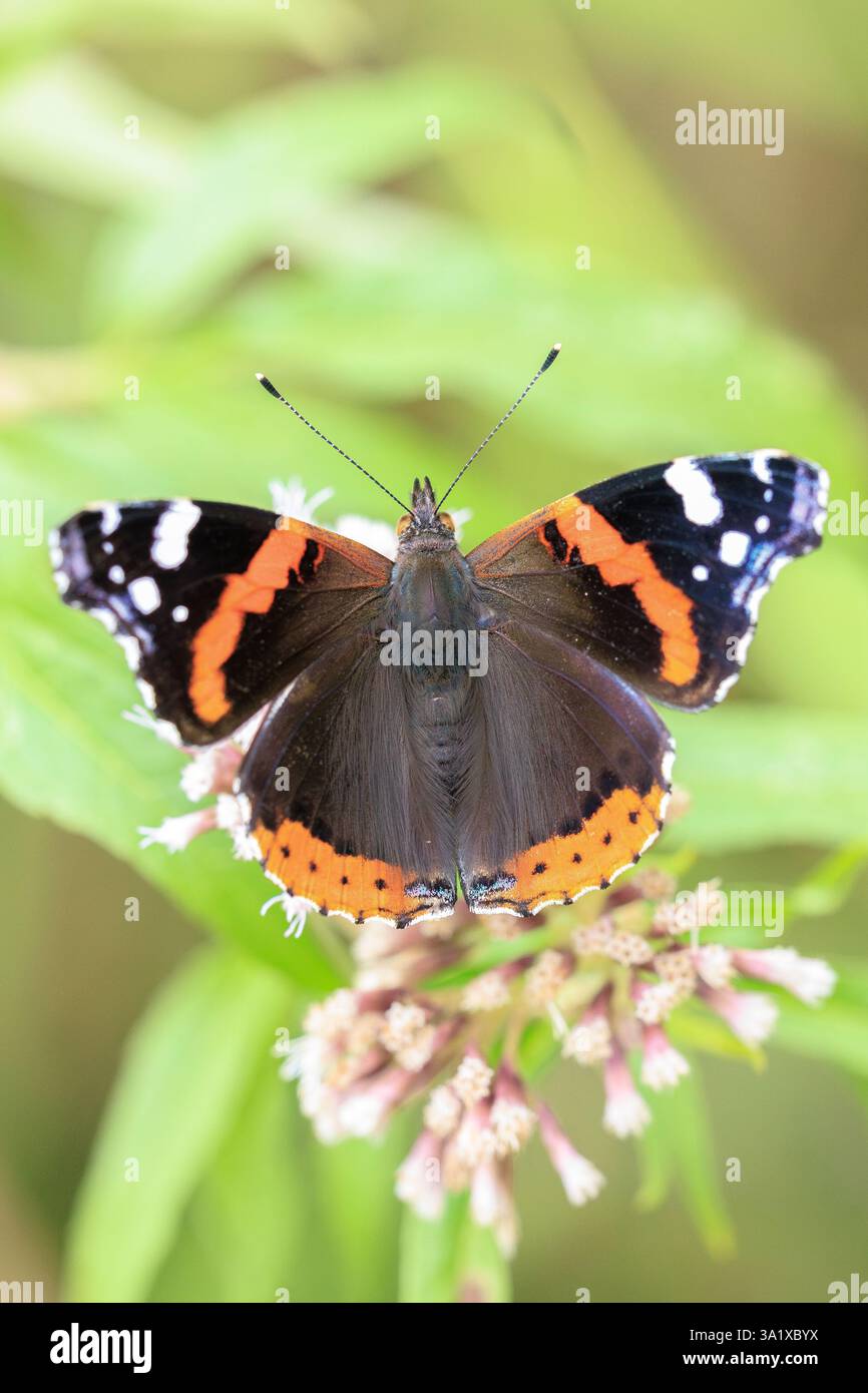 Roter Admiral Schmetterling, Vanessa atalanta, ruht auf einem Blatt im Wald Stockfoto