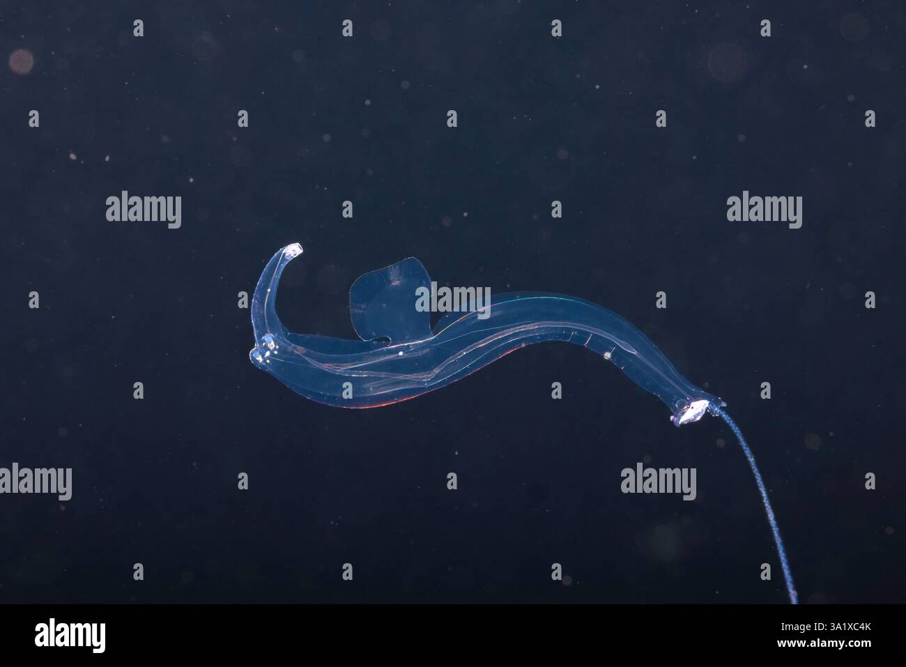 Firoloida ist eine monotypische Gattung der pelagischen Meeresschnecken aus der Familie Pterotracheidae, wobei die einzige Art in der Gattung Firoloida d ist Stockfoto