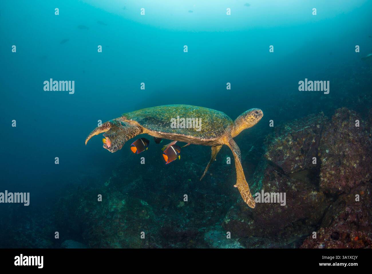 Eine vom Aussterben bedrohte Art, diese grüne Meeresschildkröte, Chelonia mydas, wird in Gordon Rocks, Galapa, von Engelsfischen und Schweinen, Bodianus diplotaenia, gereinigt Stockfoto