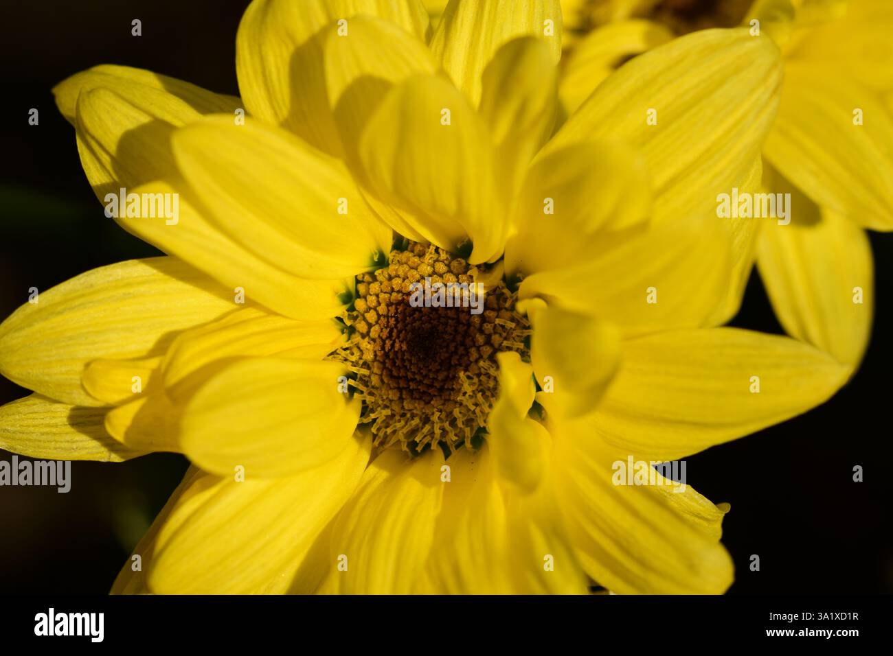 gelbe Blume Nahaufnahme Stockfoto