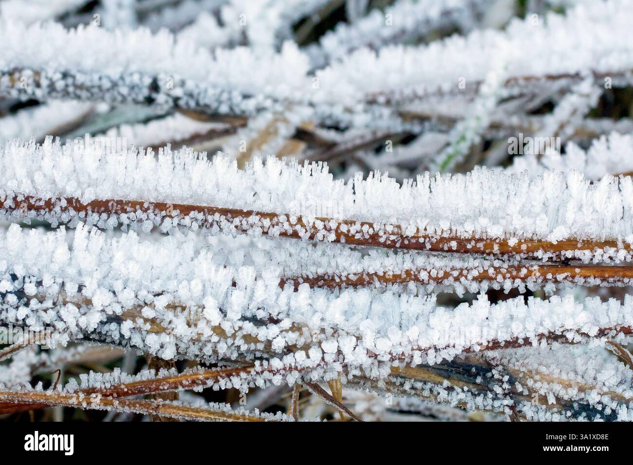 Nahaufnahme von Frostkristallen, die auf toten Pflanzenstämmen wachsen, die während des Tages nicht schmelzen und nach jeder aufeinanderfolgenden kalten Nacht größer werden. Stockfoto