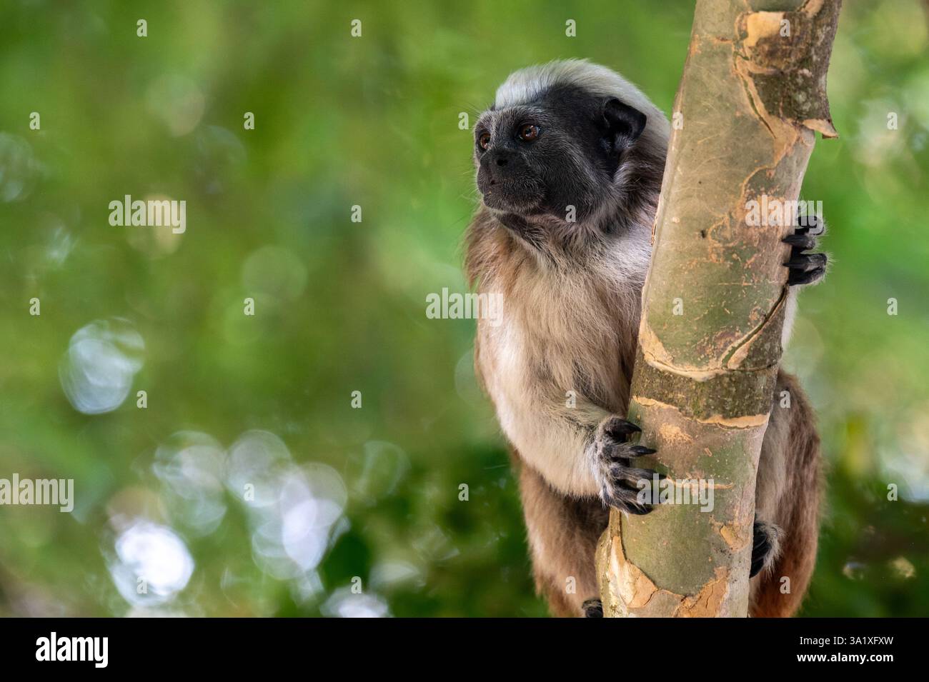 Großaufnahme des Tamarin-Affen mit Baumwollspitze. Lateinischer Name Saguinus oedipus. Stockfoto