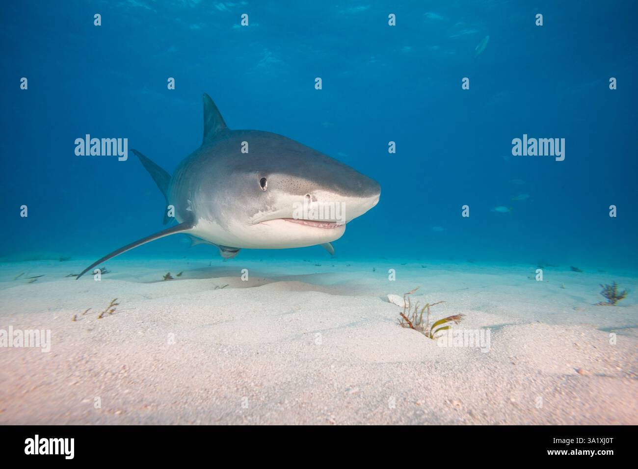 Niedriger Blick unter Wasser auf Tigerhaie, die über einem Sandboden schwimmen, Tiger Beach, Bahamas, Atlantik. Stockfoto