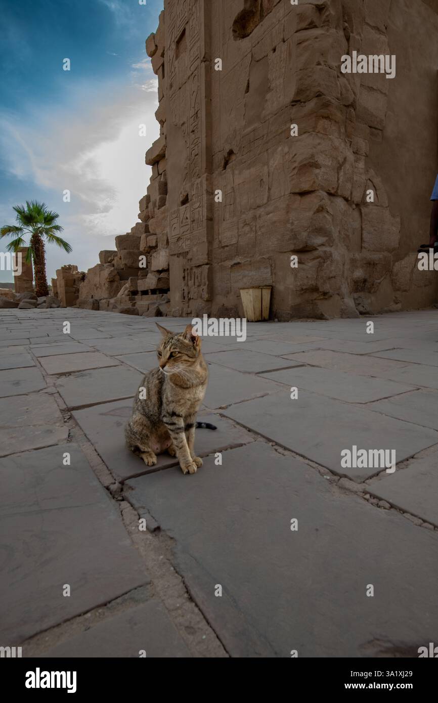 Hauskatze sitzt am Eingang des Karnak-Tempels in Luxor, Ägypten Stockfoto