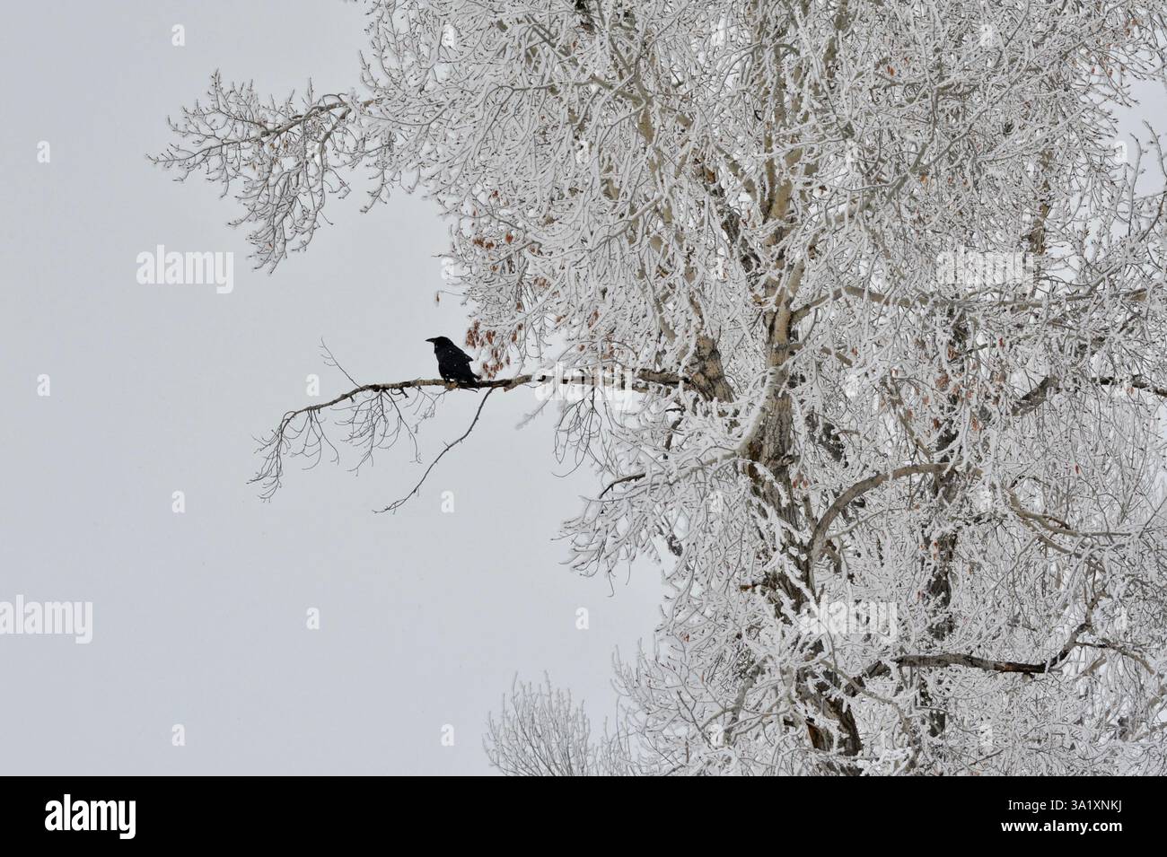 Ein Rabe sitzt auf dem Schenkel eines raureif bedeckten Baumwollholzes in einer zarten Winterszene, dem Grand Teton National Park. Stockfoto
