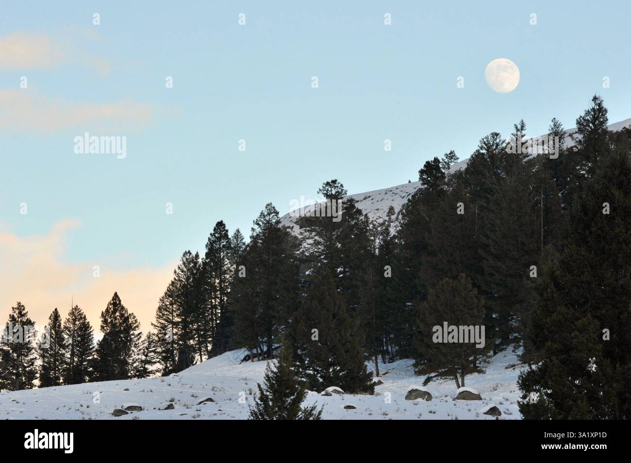 Eine schneebedeckte Winterszene im Yellowstone-Nationalpark mit immergrünen Bäumen und einem fast vollen Mond am Himmel bei Sonnenuntergang. Stockfoto