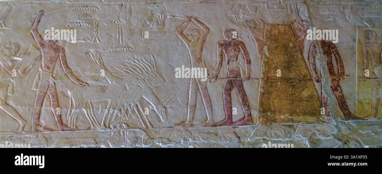 BAS Relief einer landwirtschaftlichen Szene aus dem Grab von Mehu in Sakkara Stockfoto