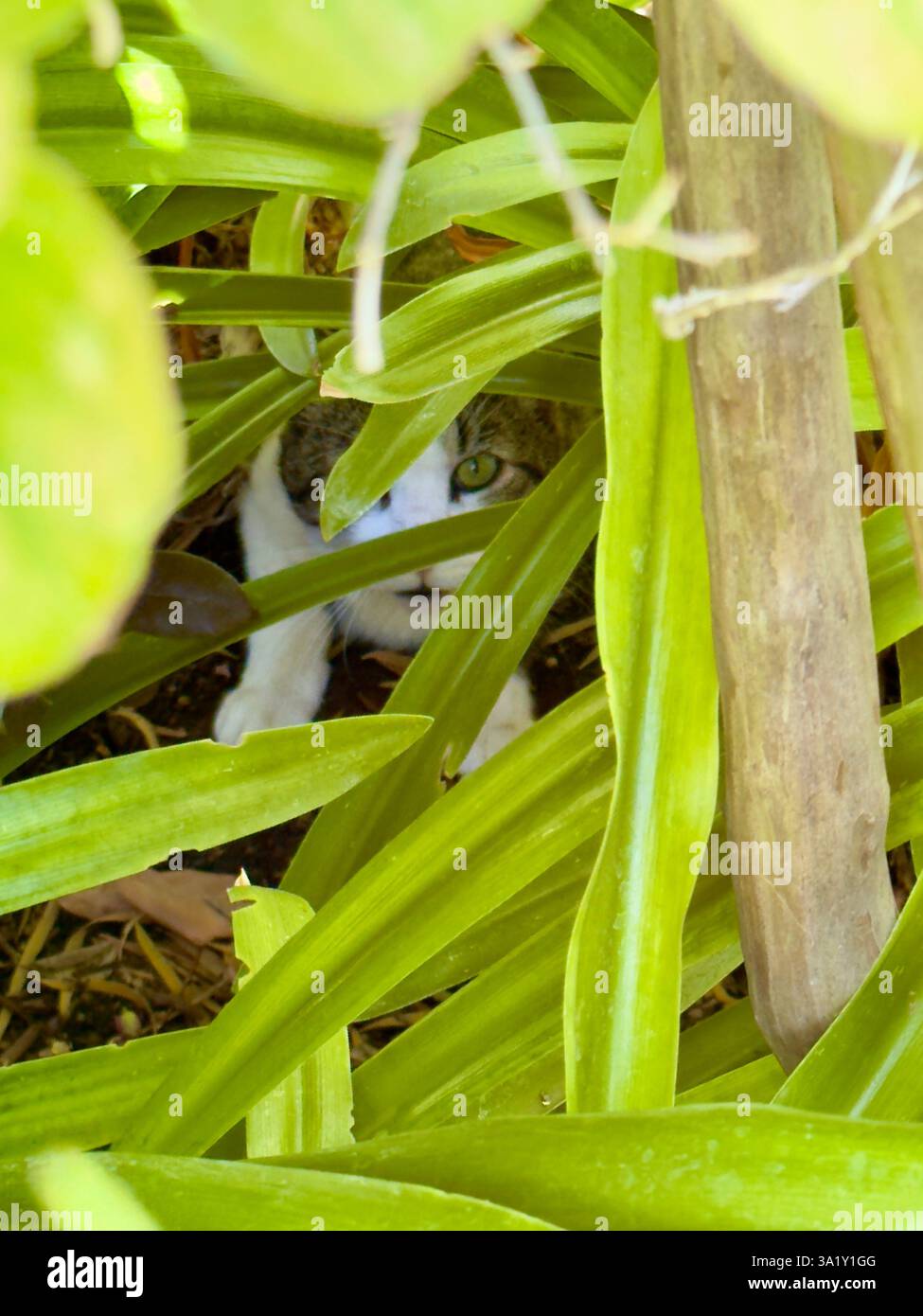 Katze versteckt sich zwischen leuchtend grünen Blättern in einem Garten - Smartphone-aufgenommenes Stockfoto