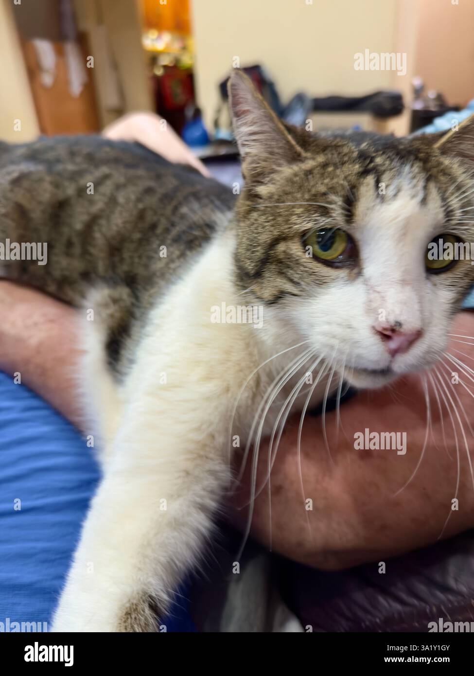 Nahaufnahme einer Relax-Tabby-Katze mit weißem Fell, die auf dem Arm einer Person liegt Stockfoto