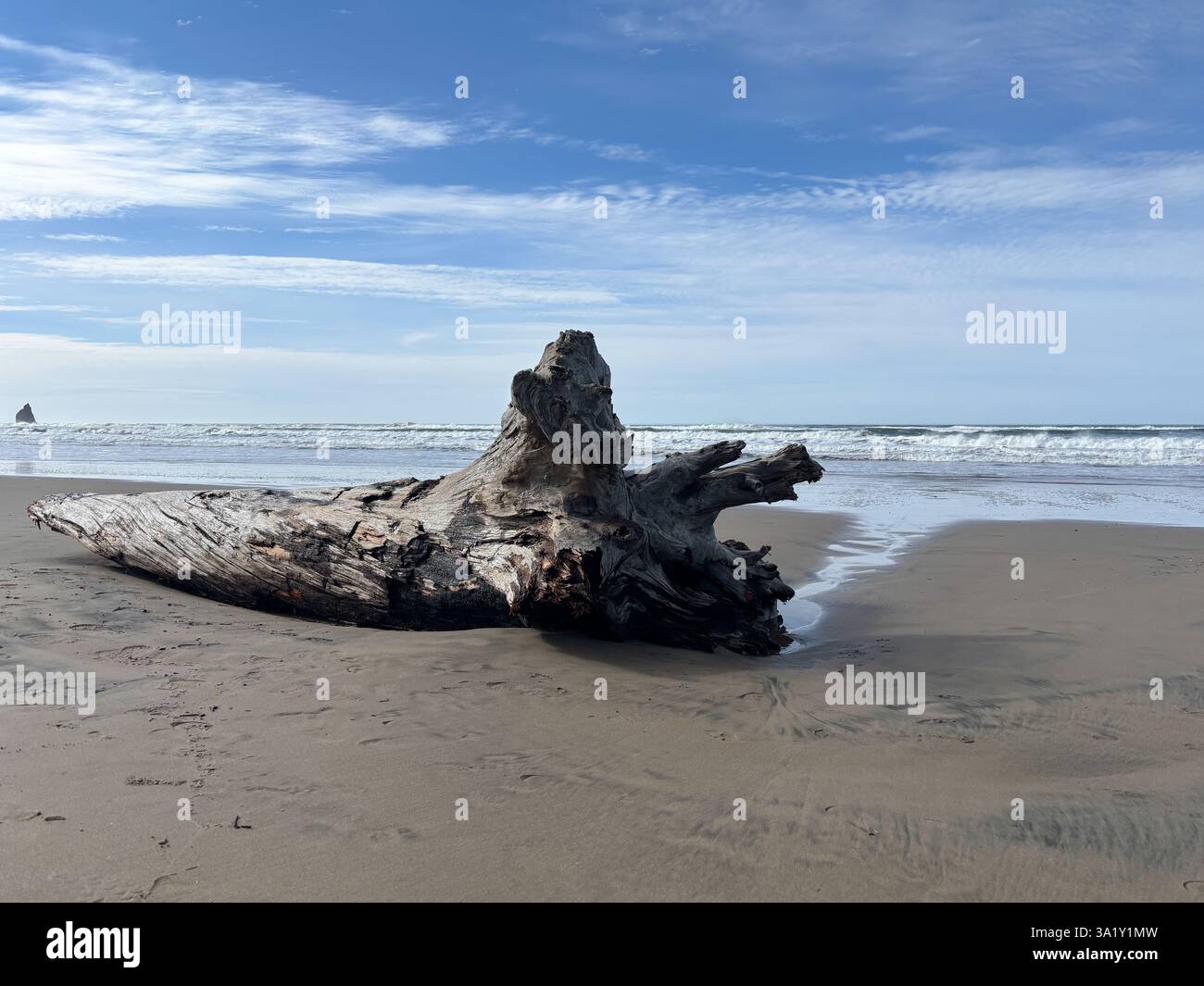 Großes Treibholz, Das An Der Küste Angespült Wurde Stockfoto