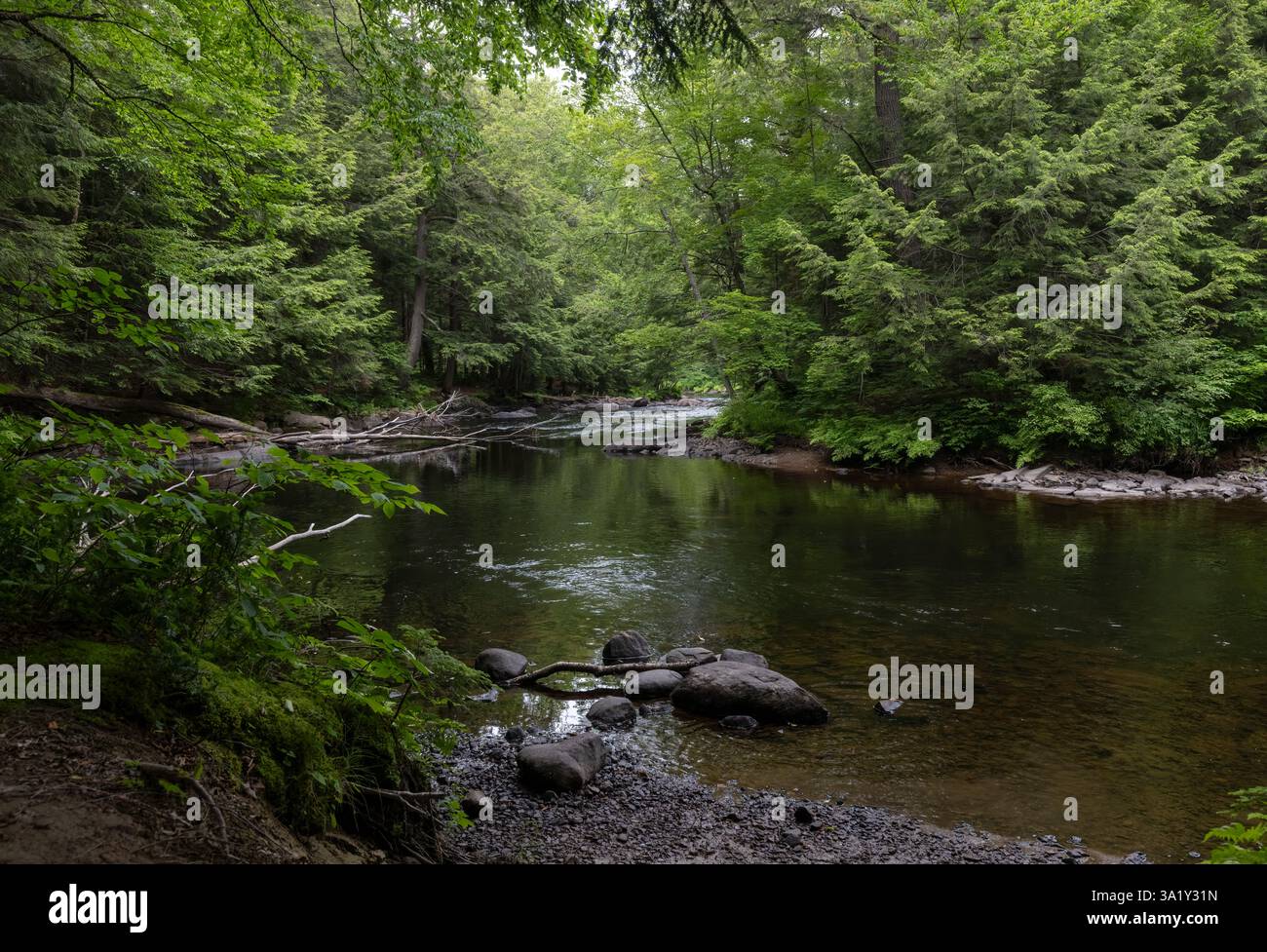 Der wunderschöne Rocky River fließt durch üppige grüne Wälder in Ontario Stockfoto