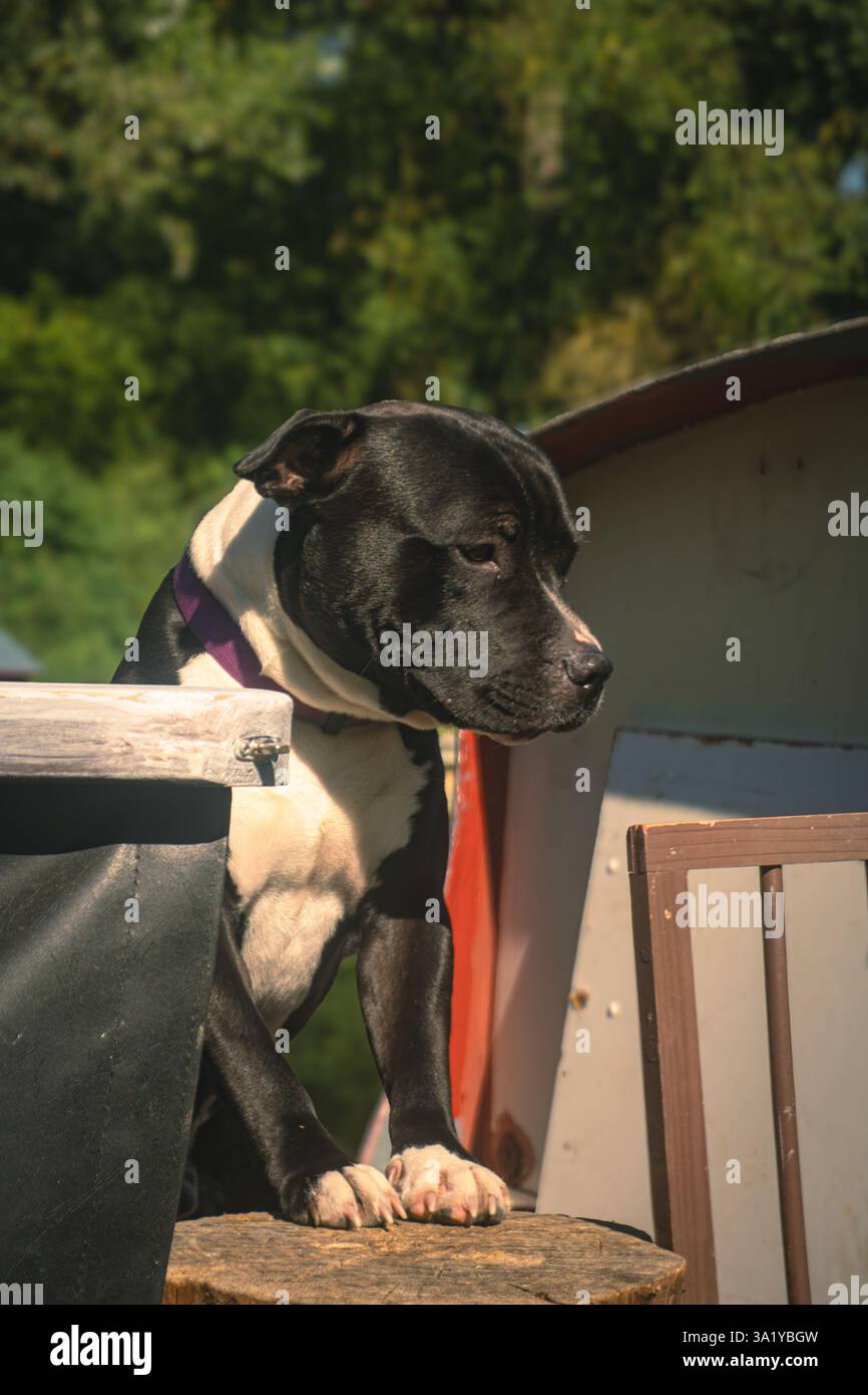 Bullterrier Hund auf einem Kanalboot in england Stockfoto
