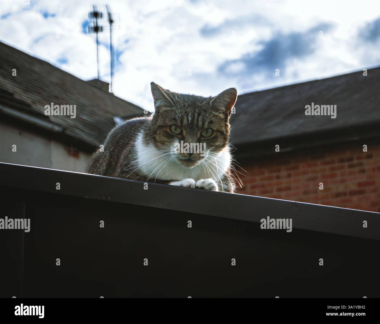 Porträt einer Tabby-Katze, die auf einem Gartenschuppen sitzt Stockfoto