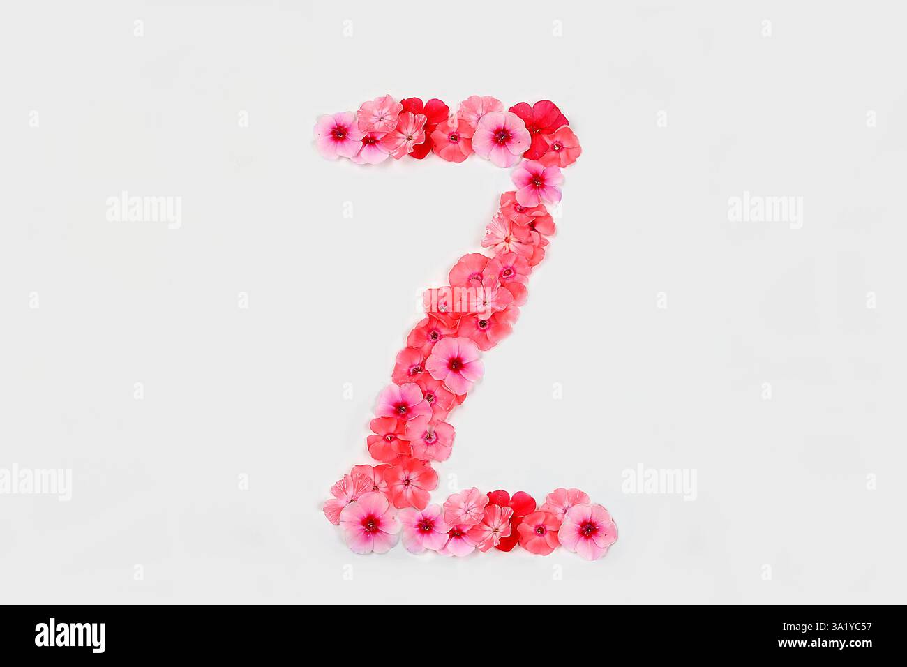 Ein Buchstabe Z aus echten frischen Blumen. Kreatives Design mit Blumenmotiven. Einzigartige Sammlung von Buchstaben und Zahlen für Design. Frühling, Sommer, Herbst und Stockfoto