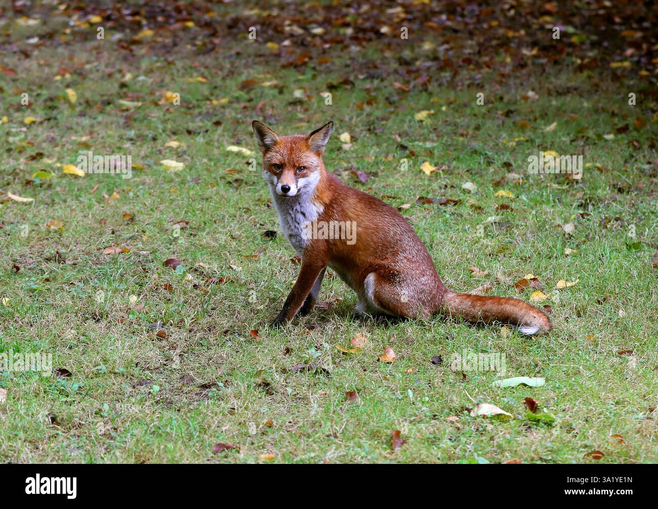 Rotfuchs, Vulpes vulpes crucigera, Canidae. UK. Der Rotfuchs ist der größte der echten Füchse und einer der am weitesten verbreiteten. Stockfoto