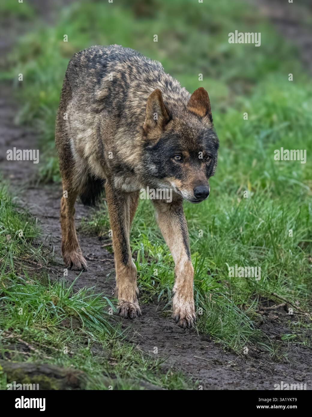Iberischer Wolf Stockfoto