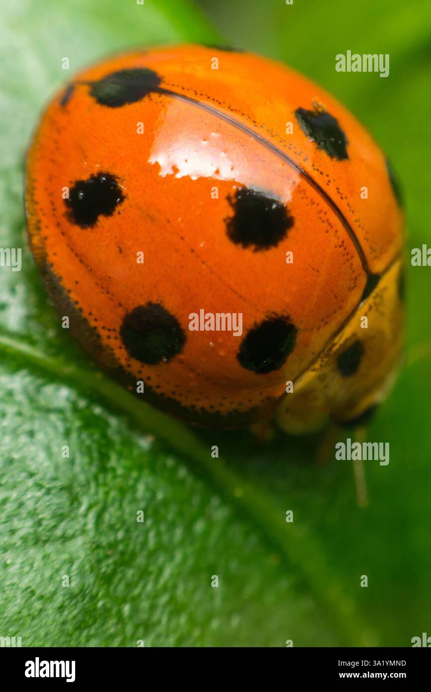 Makro von Käfer-Insekten (Marienkäfer) orange und Punkt schwarz Farbe nah auf dem grünen Blatt oder lassen Sie in der Natur Stockfoto