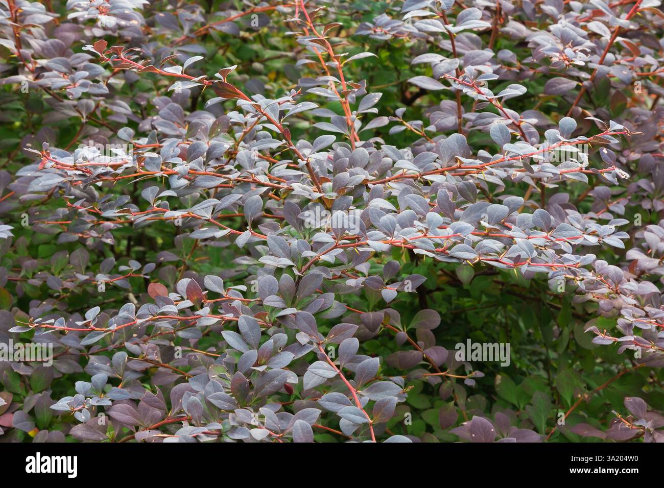 Berberis thunbergii „Royal Oak“ – Japanische Berberitze mit Blättern, die im Sommer durch Insekten beschädigt wurden, Quebec, Kanada Stockfoto