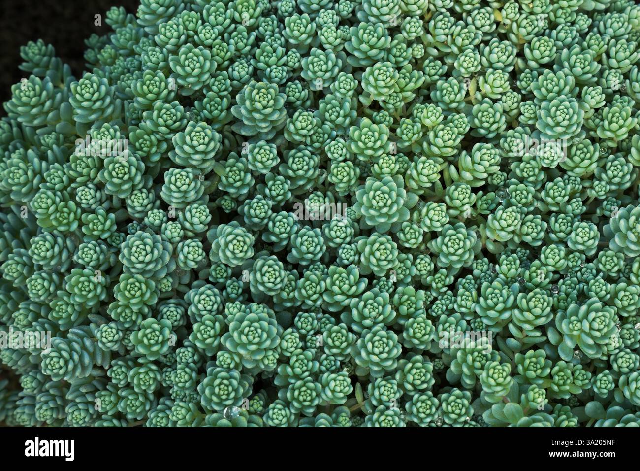 Sedum dasyphyllum 'Major' - Kriechendes Sedum oder Korsischer Steinmohn, von oben fotografiert. Stockfoto