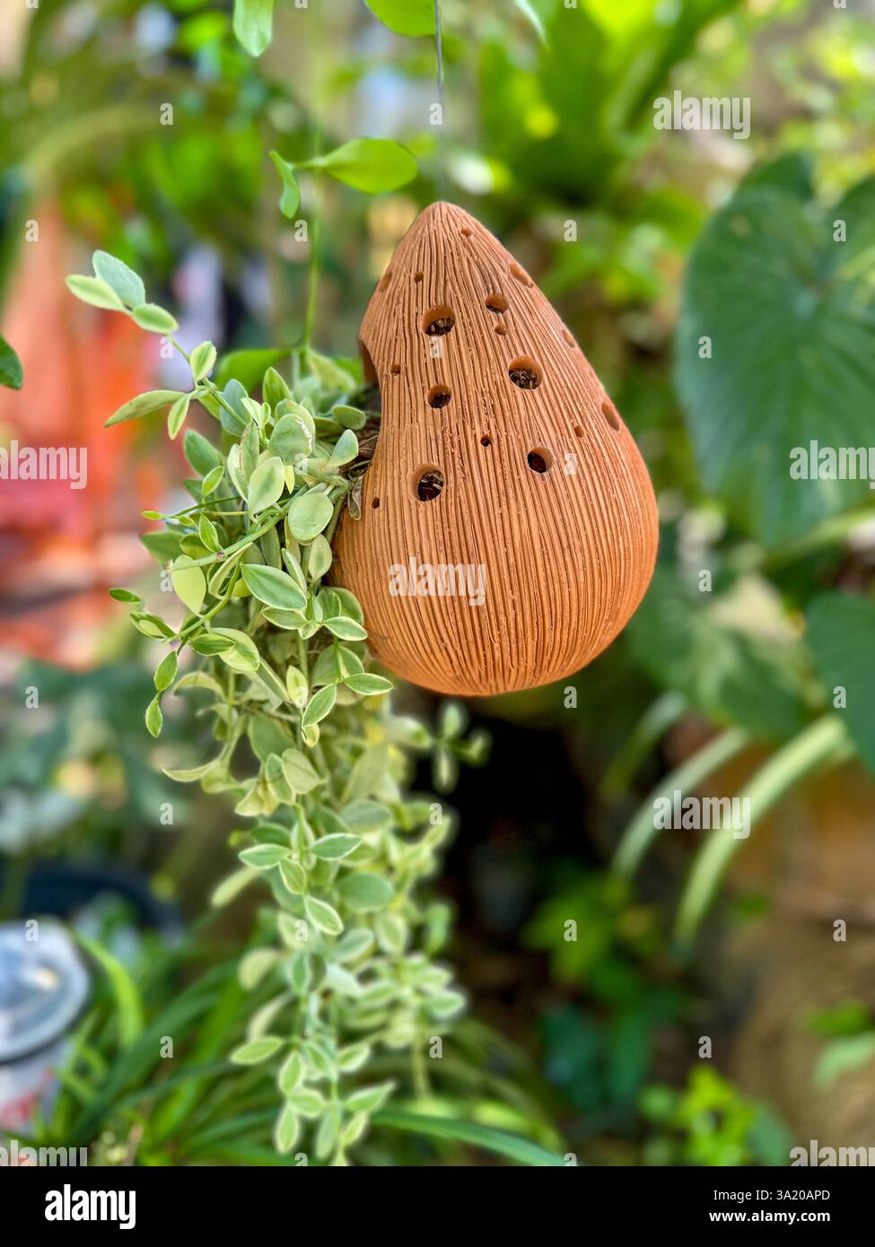 Hängender Tontopf mit kaskadierendem Grün – natürlicher Hintergrund 3 Ein perforierter Tontopf hängt an einem Baum, der mit einer kaskadierenden grünen Pflanze geschmückt ist. Die blu - Smartphone-aufgenommenes Stockfoto