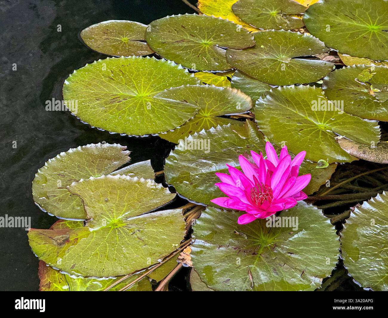Leuchtend rosa Wasserlilie schwimmt auf einem Teich 4 Eine atemberaubende leuchtend rosa Wasserlilie schwimmt zwischen großen grünen Blättern auf einem ruhigen Teich. - Smartphone-aufgenommenes Stockfoto