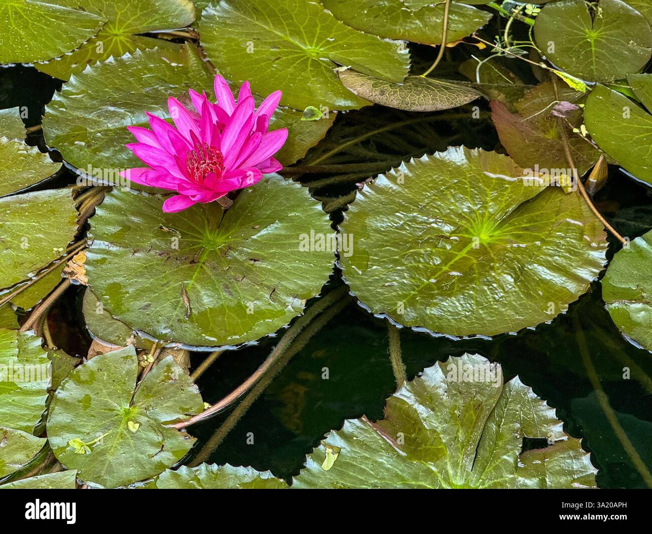 Leuchtend rosa Wasserlilie schwimmt auf einem Teich 3 Eine atemberaubende leuchtend rosa Wasserlilie schwimmt zwischen großen grünen Blättern auf einem ruhigen Teich. Die leuchtende Blütenkontur - Smartphone-aufgenommenes Stockfoto