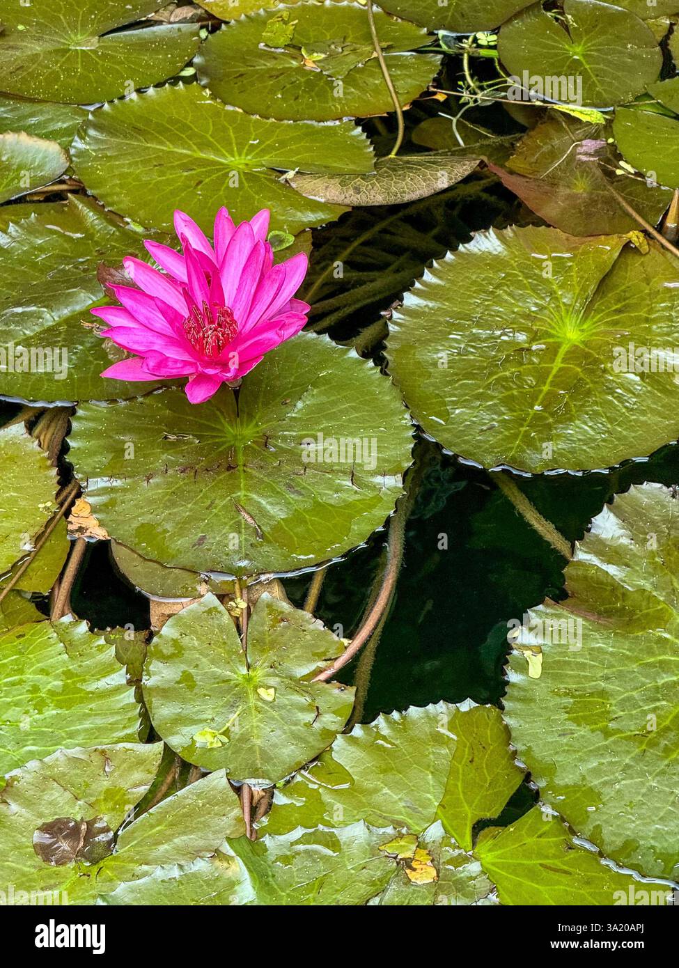 Leuchtend rosa Wasserlilie schwimmt auf einem Teich 2 Eine atemberaubende leuchtend rosa Wasserlilie schwimmt zwischen großen grünen Blättern auf einem ruhigen Teich. Die leuchtende Blütenkontur - Smartphone-aufgenommenes Stockfoto