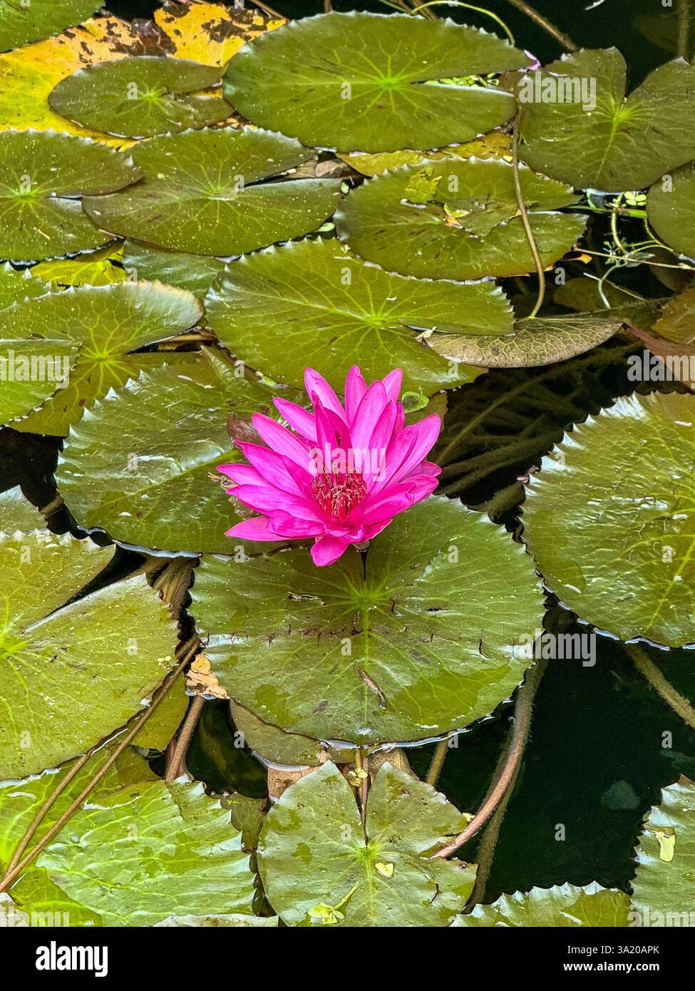 Leuchtend rosa Wasserlilie schwimmt auf einem Teich Eine atemberaubende leuchtend rosa Wasserlilie schwimmt zwischen großen grünen Blättern auf einem ruhigen Teich. Die leuchtenden Blumen-Kontraste - Smartphone-aufgenommenes Stockfoto