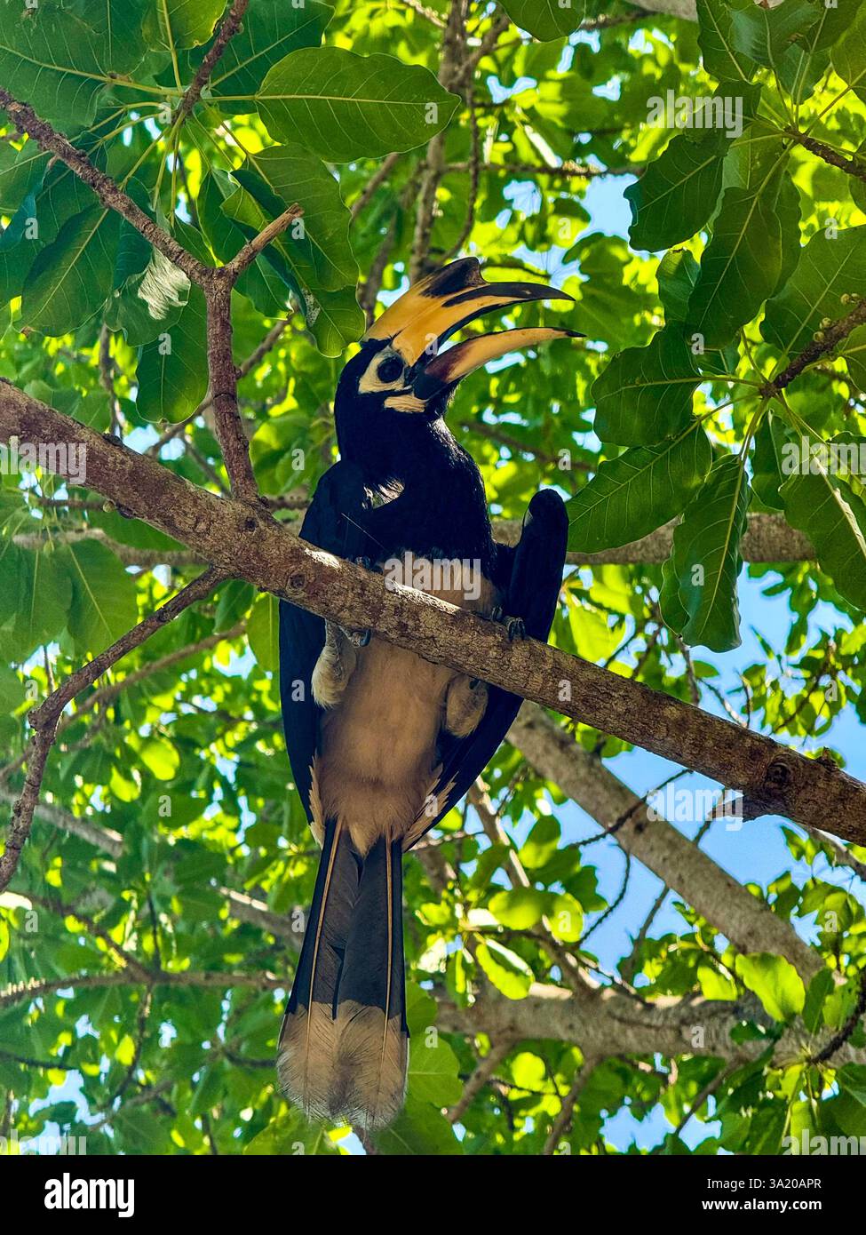 Nashornvogel ruht unter tropischem Laub 2 Ein majestätischer Nashornvogel, der auf einem Baumzweig thront, offen unter üppig grünen Blättern. Das auffällige Schwarz und wh Stockfoto