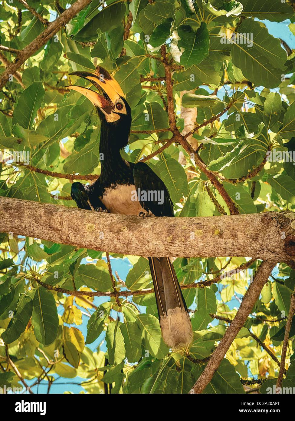Nashornvogel ruht unter tropischem Laub Ein majestätischer Nashornvogel auf einem Baumzweig, offen unter üppig grünen Blättern. Sein markantes Schwarz und weiß - Smartphone-aufgenommenes Stockfoto