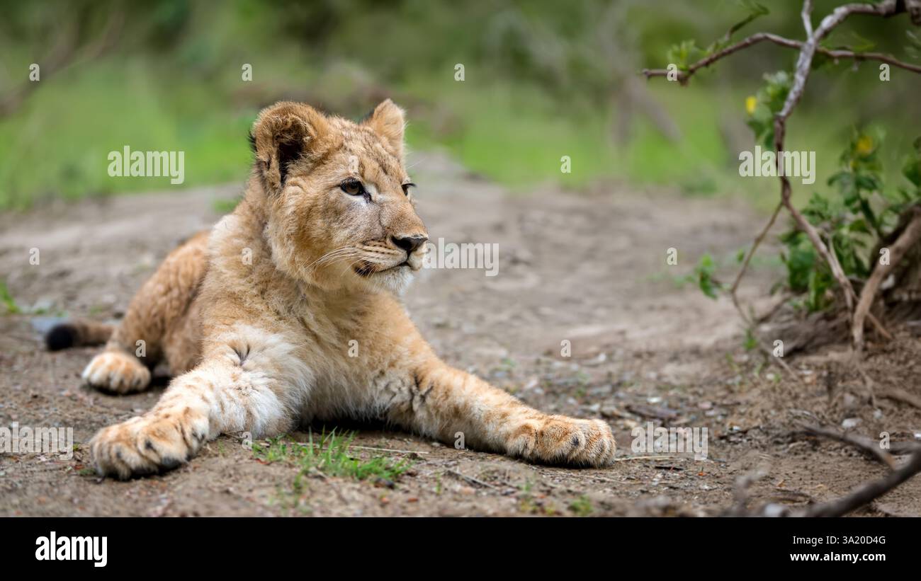 Das junge Löwenjunge liegt friedlich auf dem Boden, umgeben von Grün. Ihre Augen spiegeln ein Gefühl der Neugier wider, was sie zu einem bezaubernden Anblick im macht Stockfoto