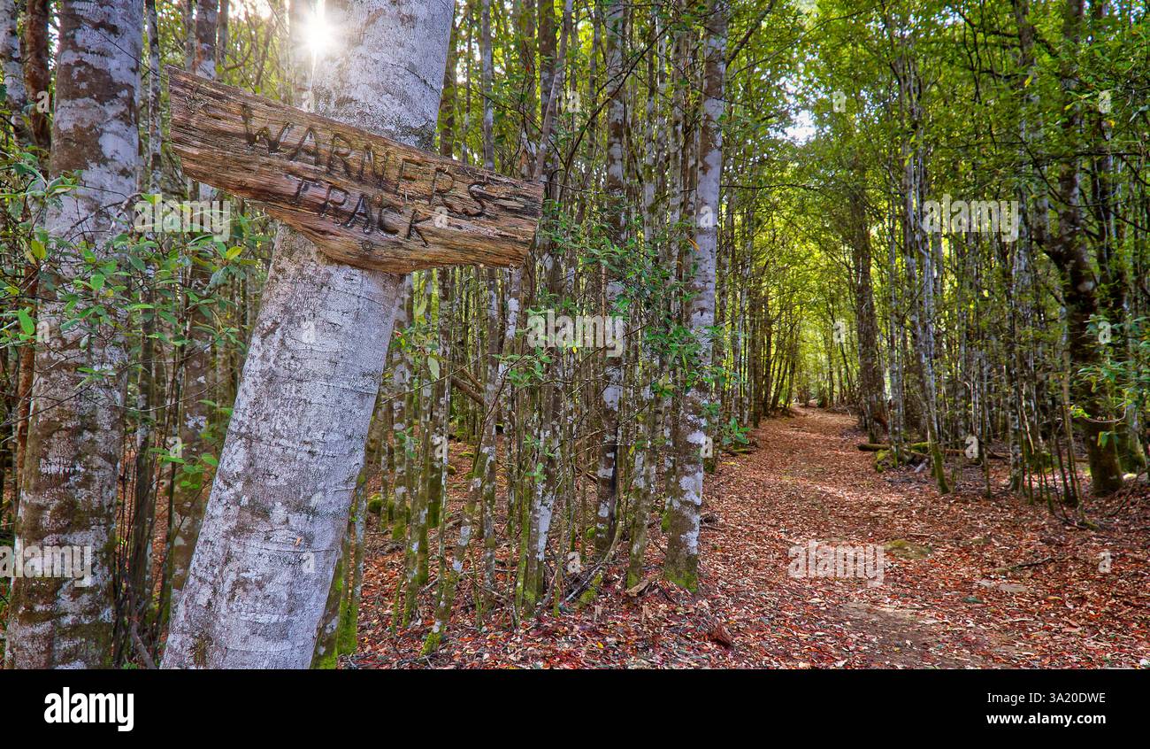 Am frühen Morgen bricht die Sonne durch eine Allee mit Bäumen mit gefallenen Blättern und Schild zum Warners Track, Wanderweg in Jackeys Marsh, Deloraine, Tasmanien Stockfoto